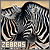 Zebras